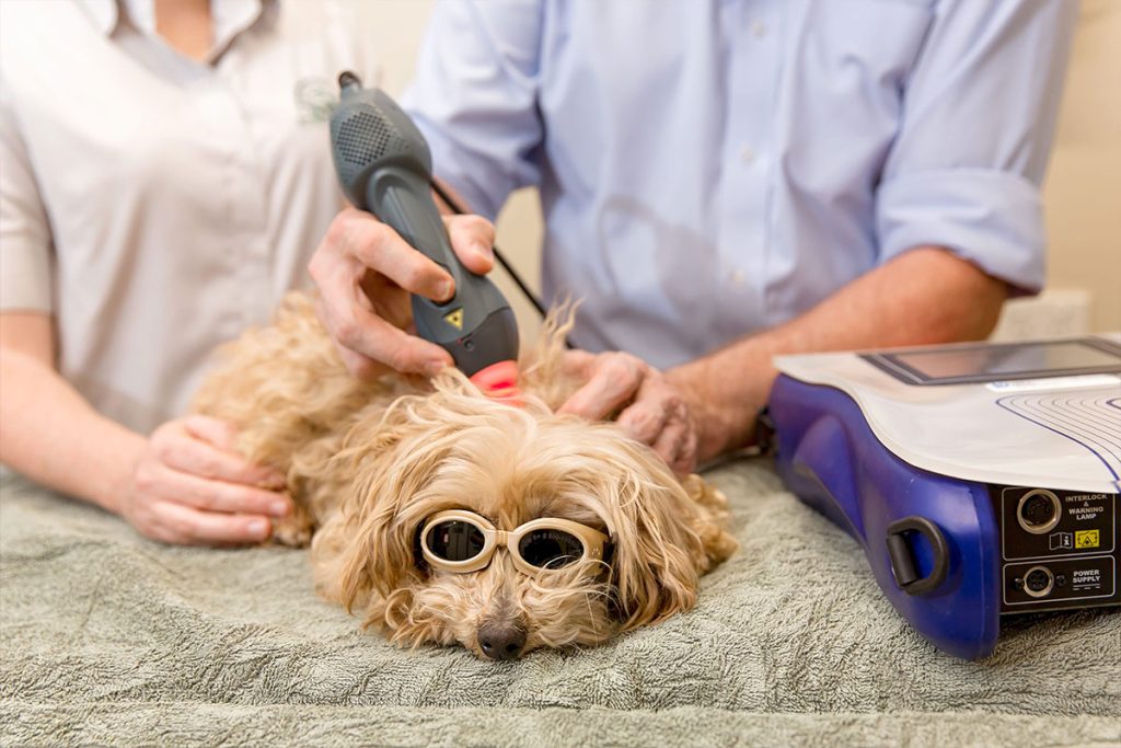 Canungra Vet Surgery - laser therapy