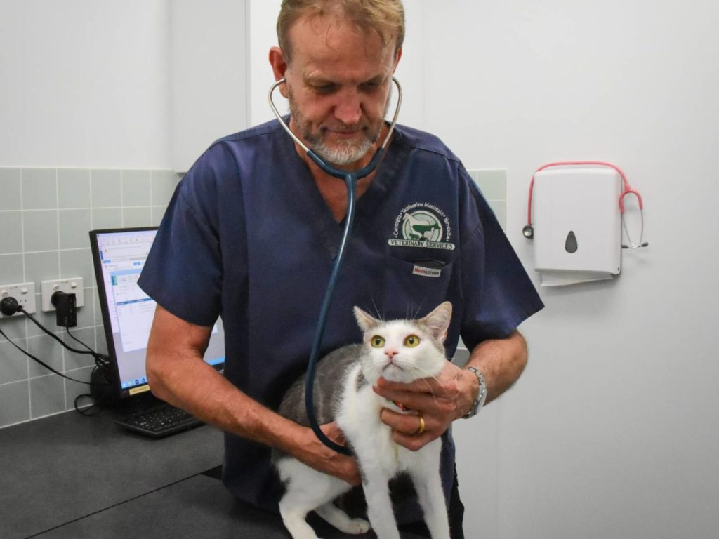 Canungra Vet Surgery - Dr Andrew Paxton-Hall doing consult