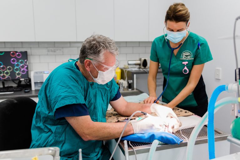 Canungra Vet Surgery - Dr Chris Corcoran performing dental procedure