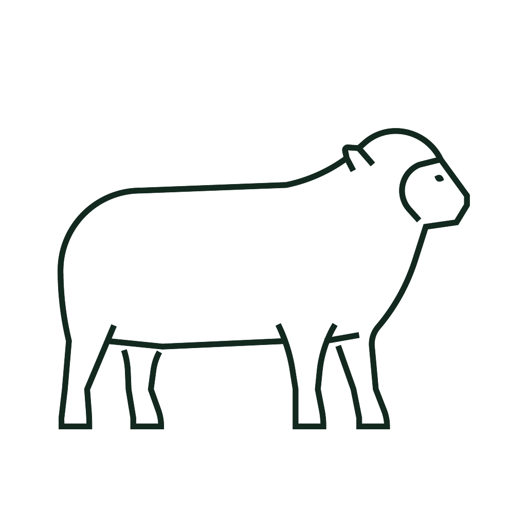 Canungra Vet Surgery - sheep icon