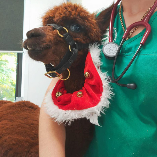 Canungra Vet Surgery - Alpaca in Christmas costume