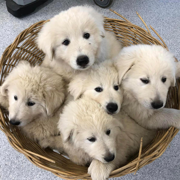 Canungra Vet Surgery - basket of puppies