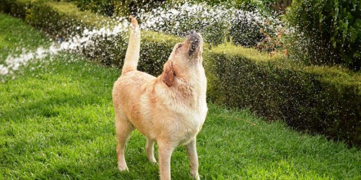 Summer Pet Care to Beat the Heat