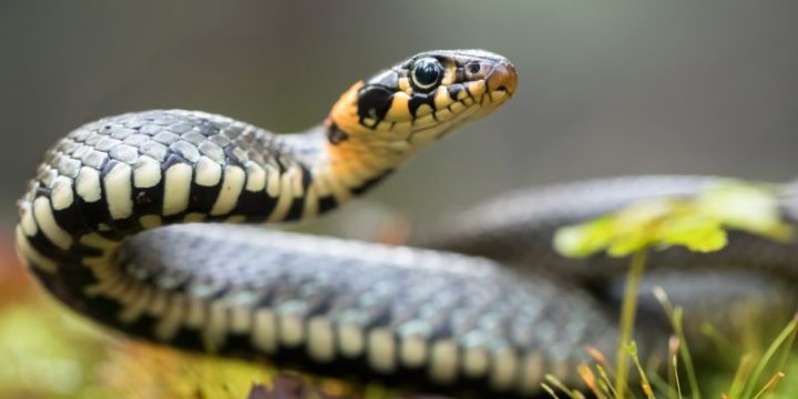 Serpent Safety: A Guide to Snake Bites and Your Furry Friend