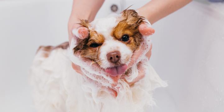 The Paw-sitive Impact of Pet Grooming