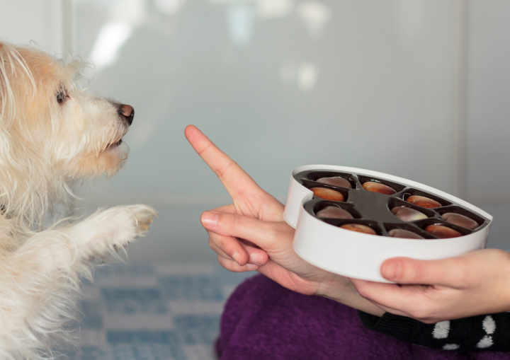 Sweet Temptations, Furry Cautions: Navigating Chocolate Hazards for Pets